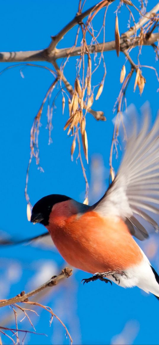 bullfinch, branch, winter