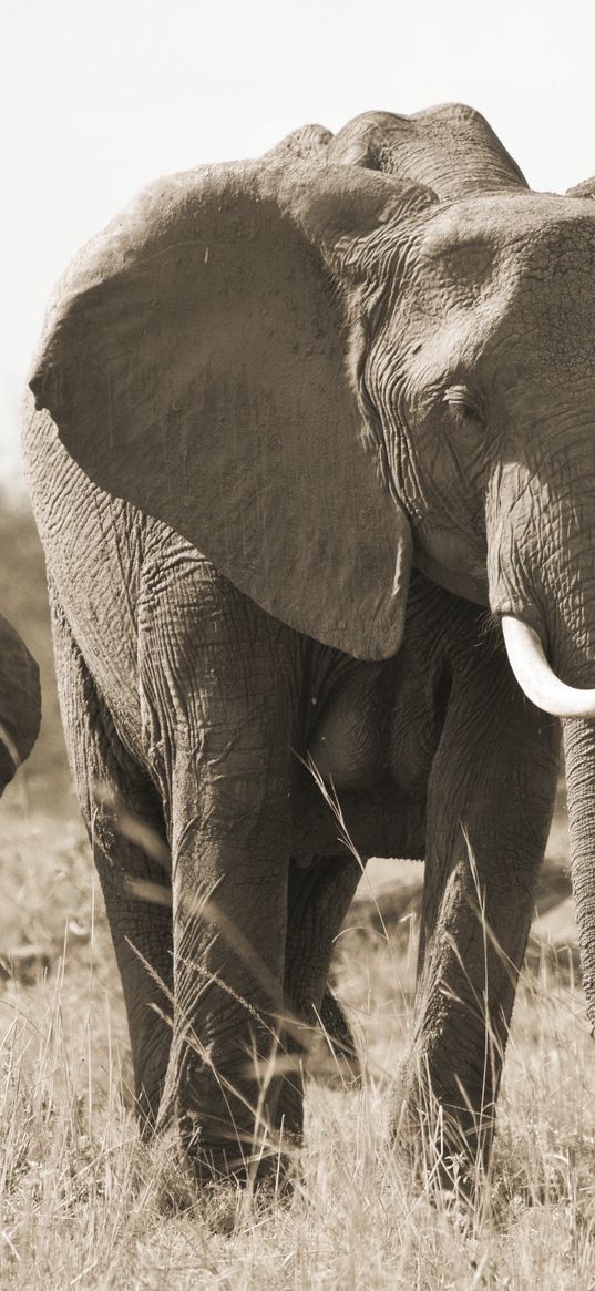 elephant, nature, black and white, tusks