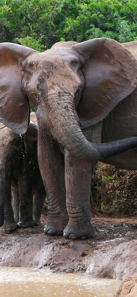 elephants, bathing, female, elephant calves, water