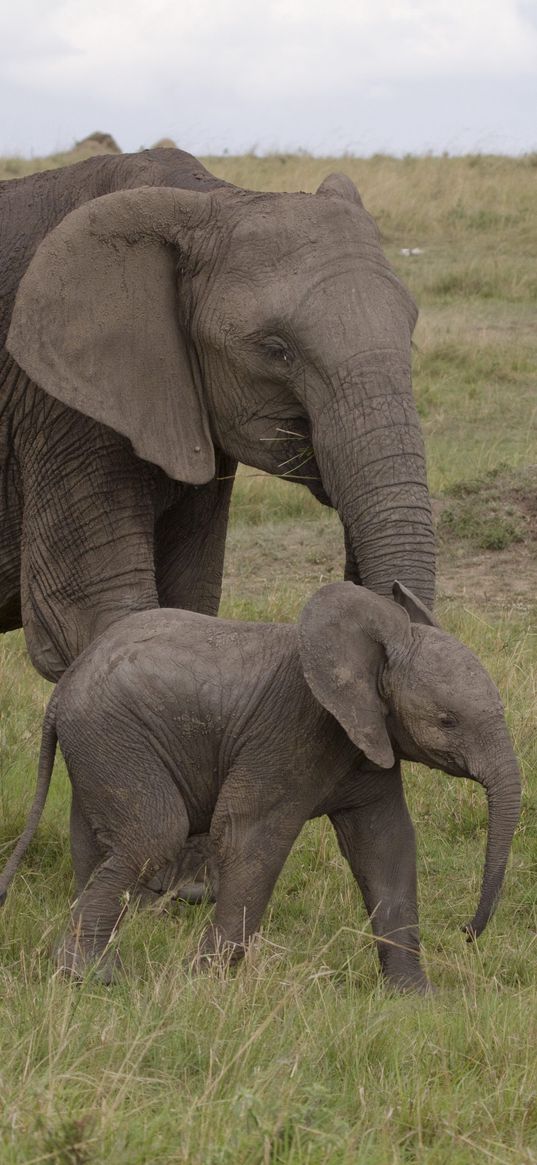 elephant, baby elephant, love, africa, nature