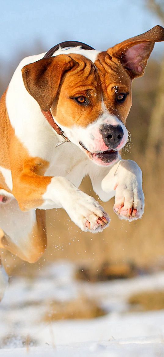 dog, friend, running, ball