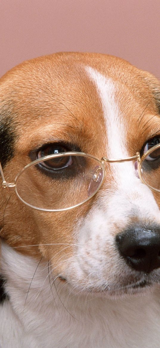 dog, glasses, pink background