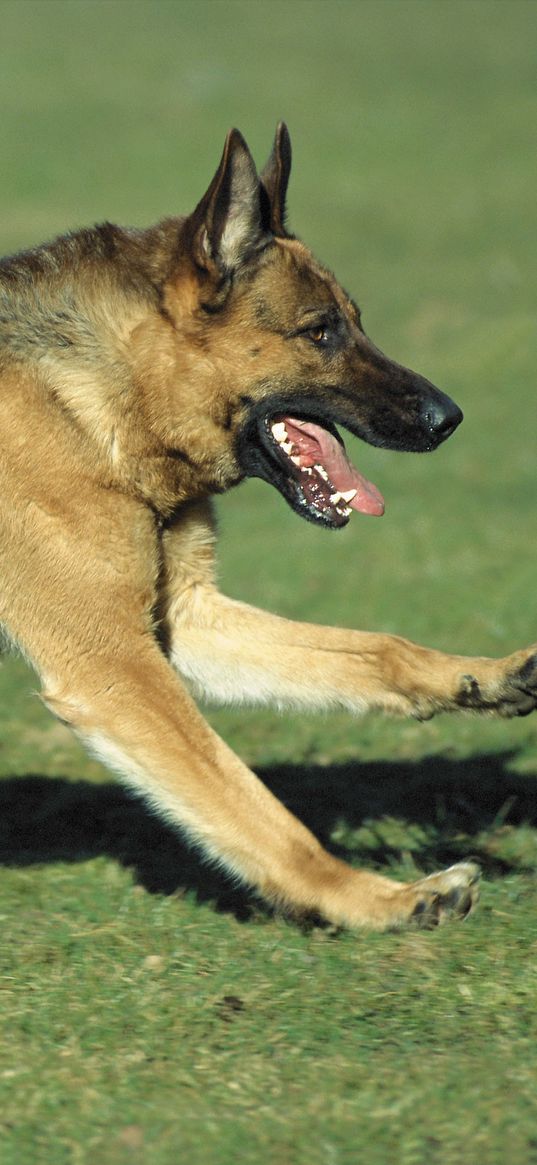 dog, sheepdog, jogging, lawn