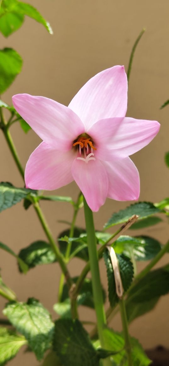 lilly, flower, home, water, plant