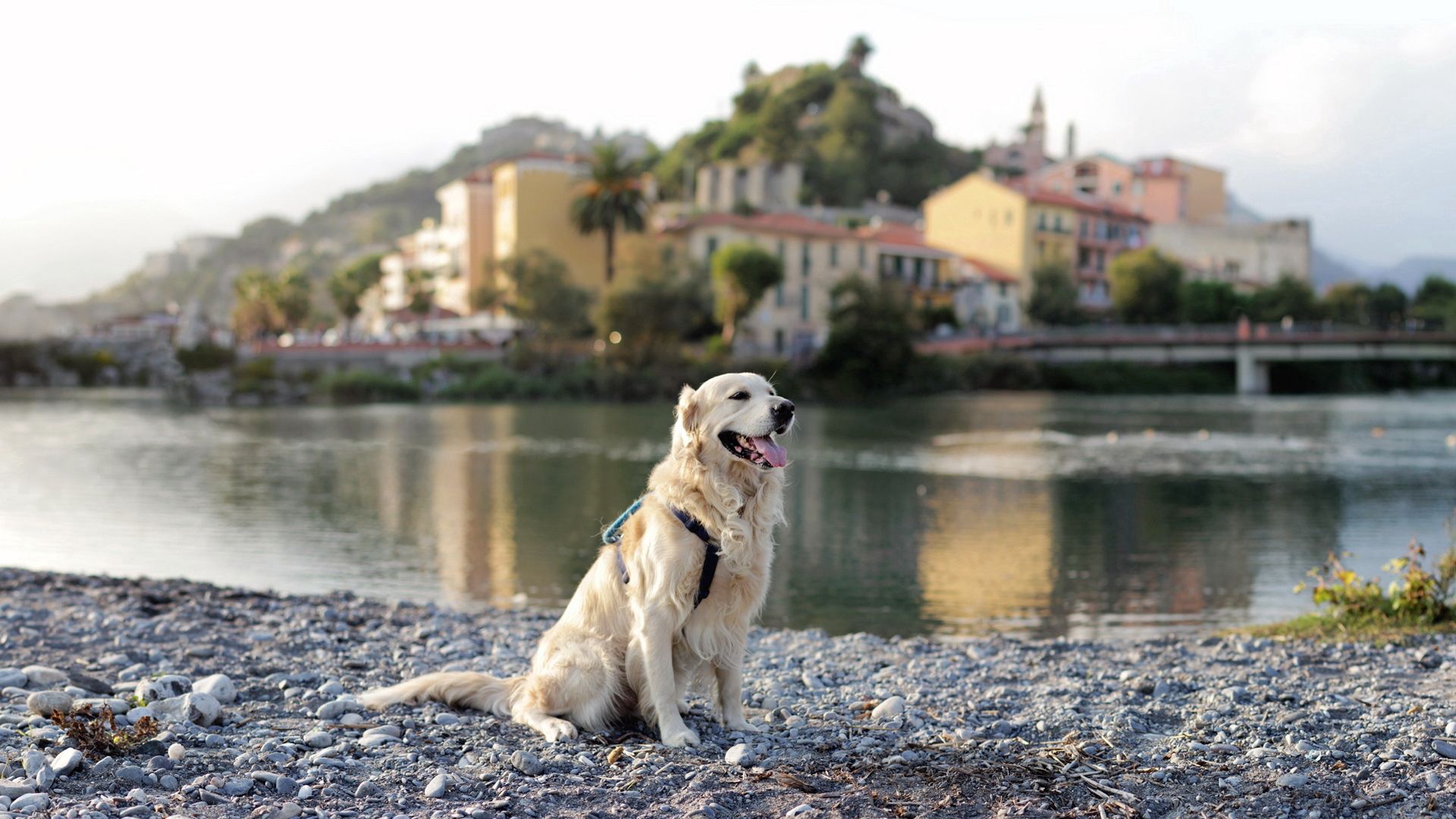 dog, retriever, river, city