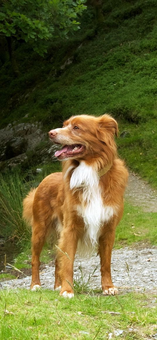 dog, retriever, summer