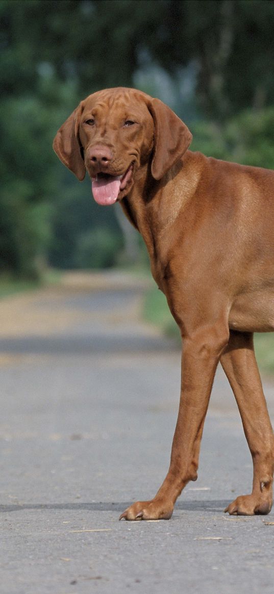 dog, female, rest