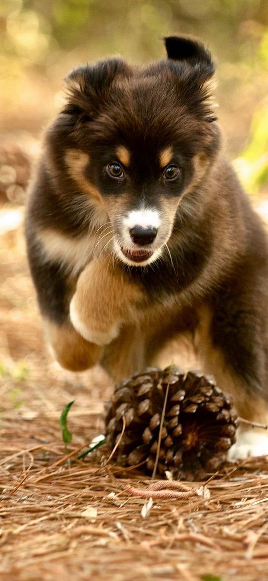 dog, puppy, nature, pine cones