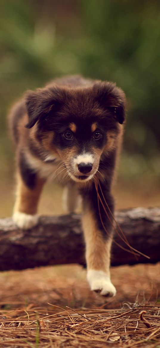 dog, puppy, walking, stick, nature, needles, dry