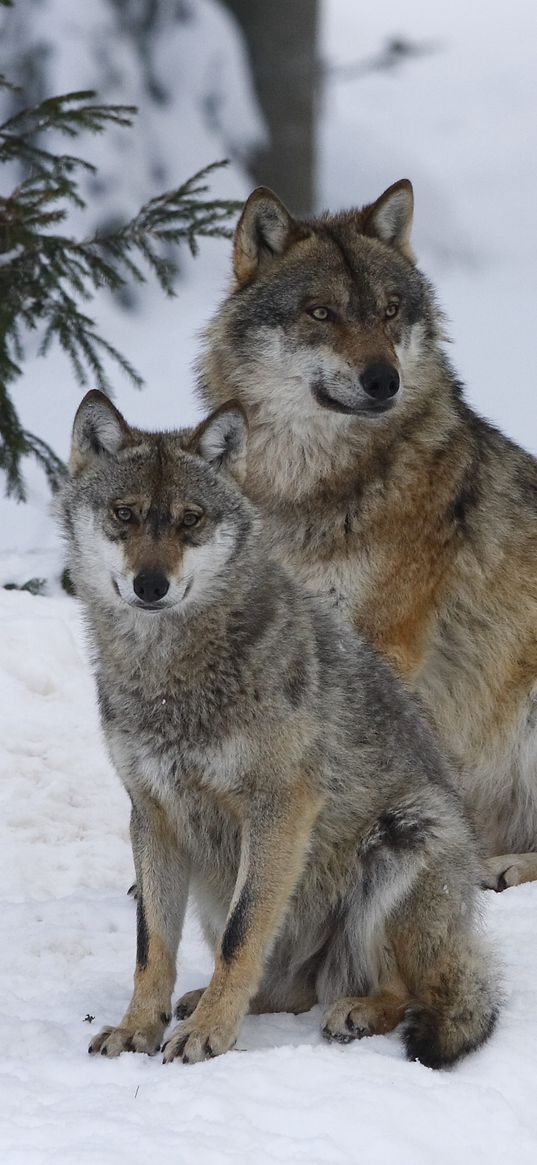 pack, wolves, winter, snow, forest