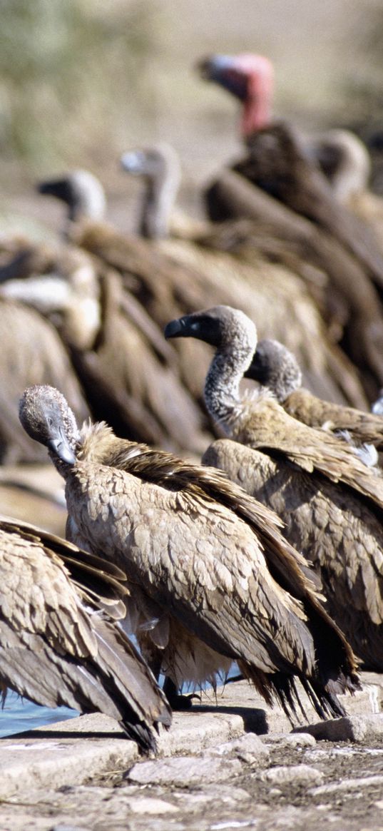 vultures, pack, watering