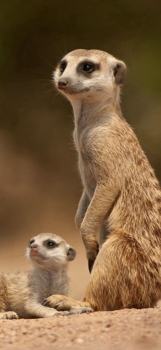 meerkats, sand, animals