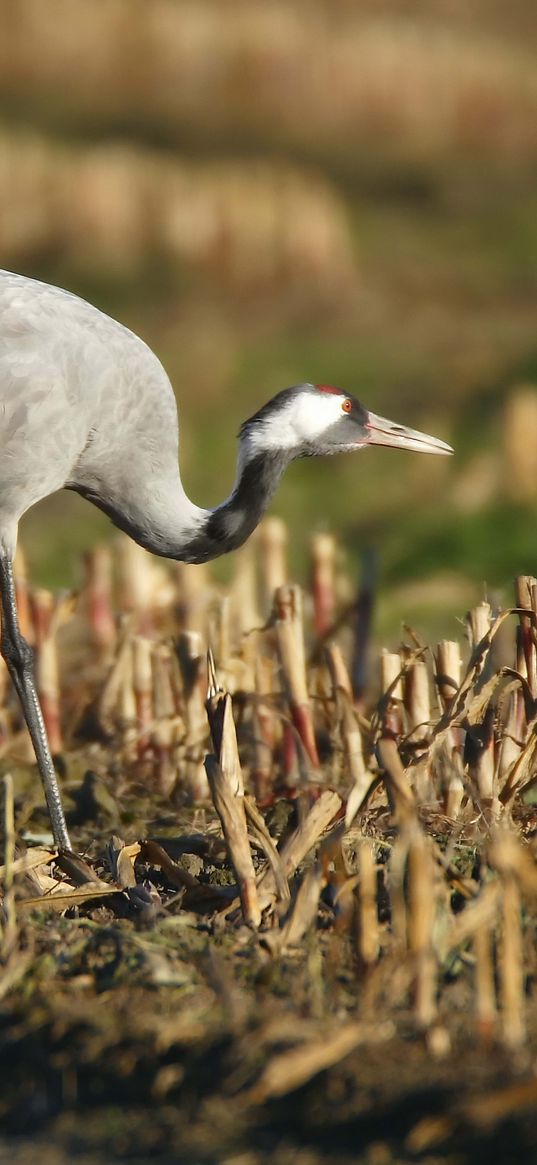 grass, walk, crane, bird