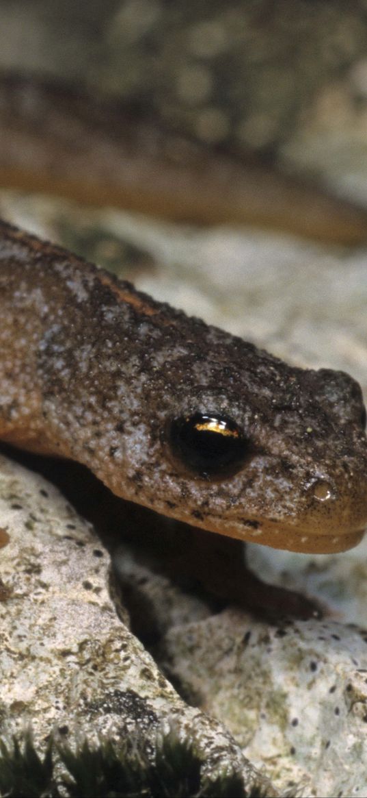 newt, stone, amphibian