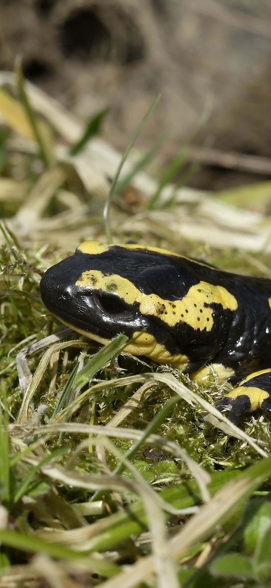 newt, tail, grass