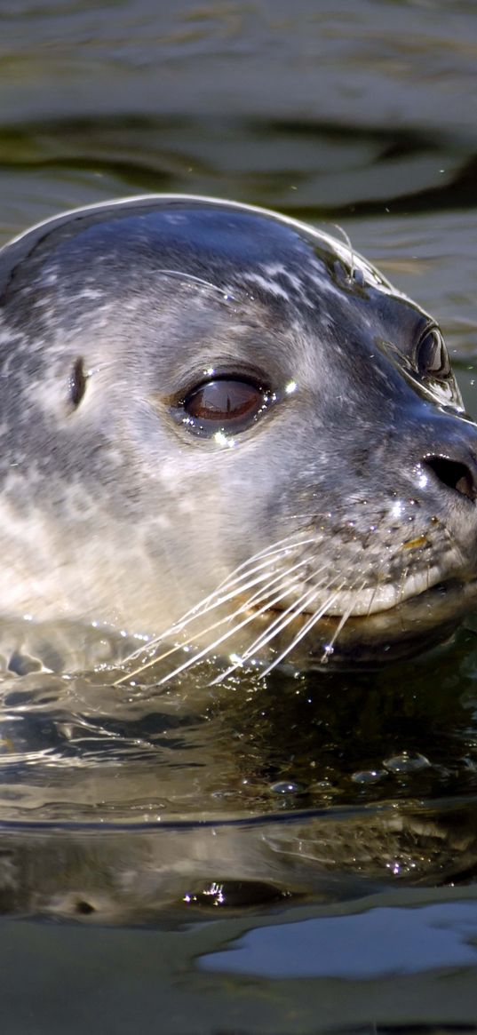 seal, water, swim