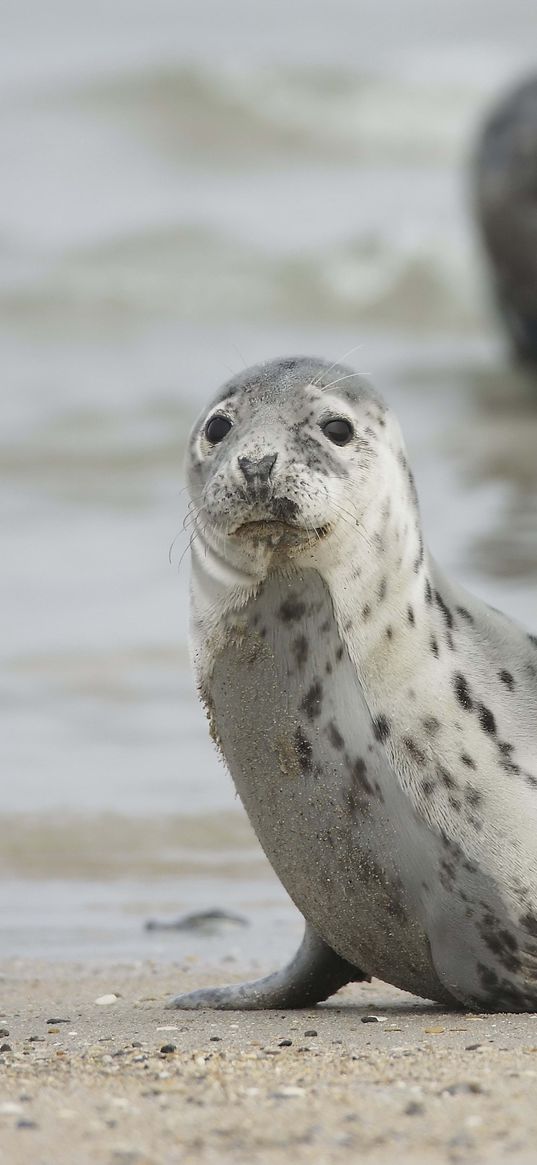 seal, animal, mammal, motion blur