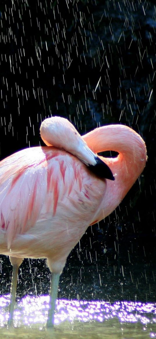 flamingos, birds, water, drops