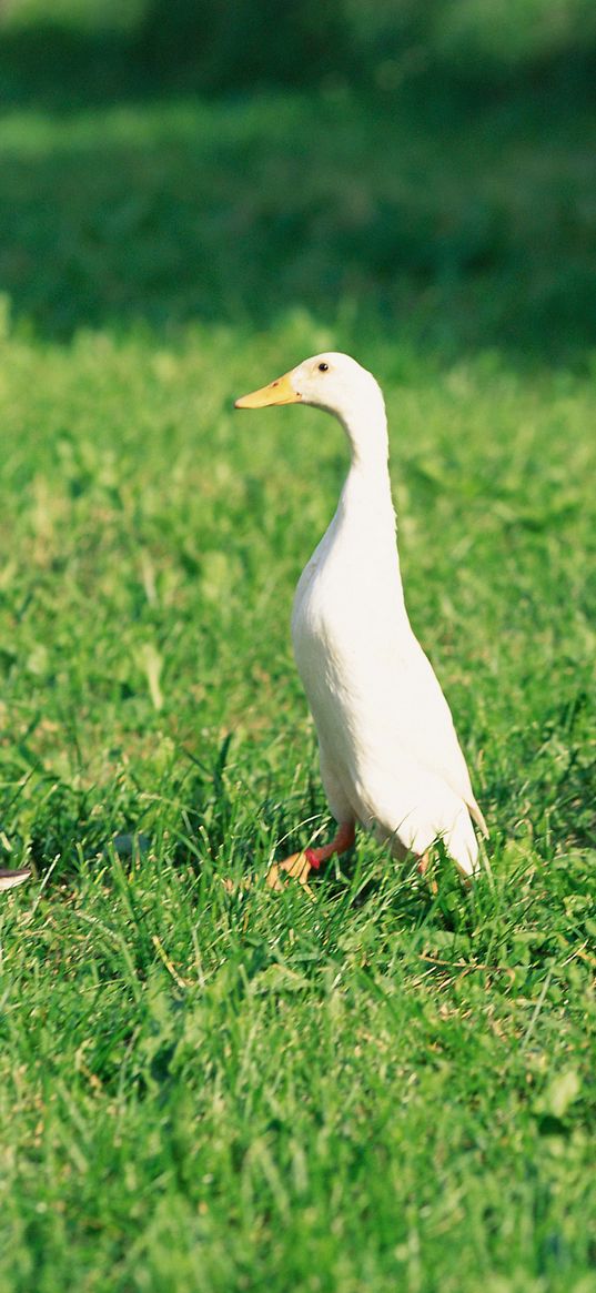 ducks, ducklings, birds, farm, family