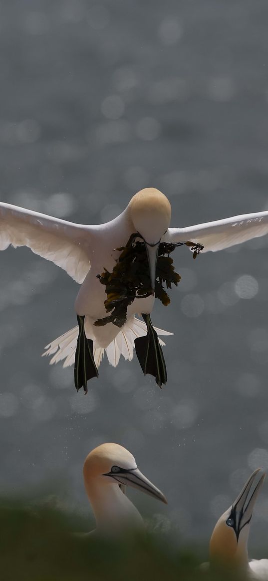 gull, nest, algae