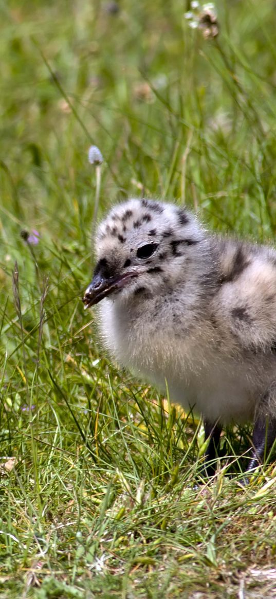 chicken, grass, bird