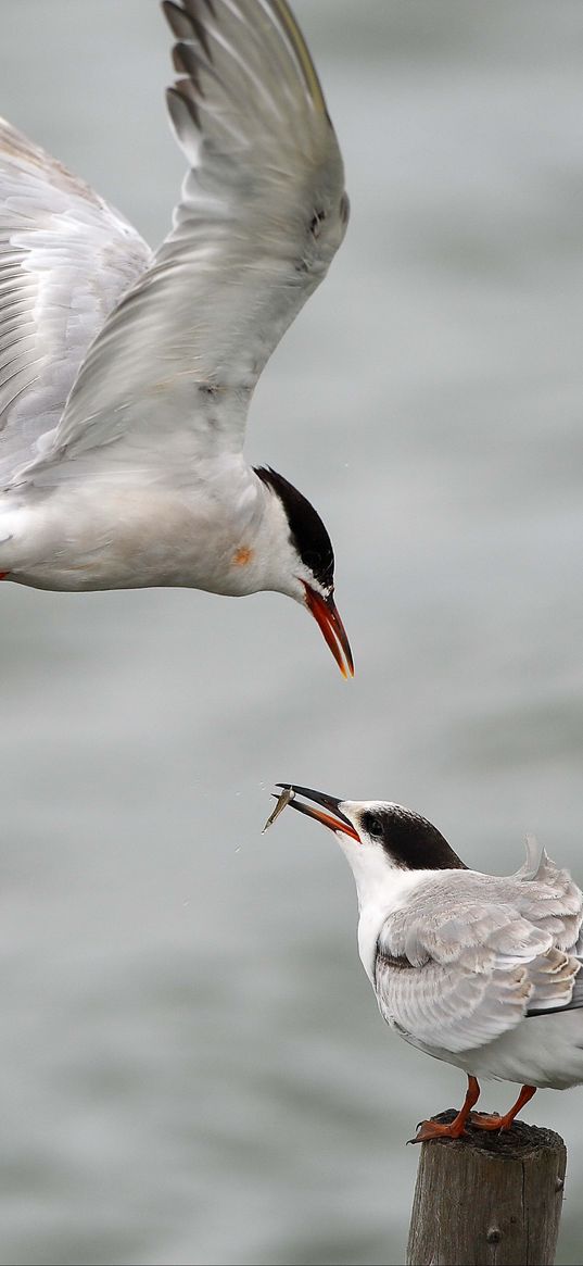 gull, mining, poultry