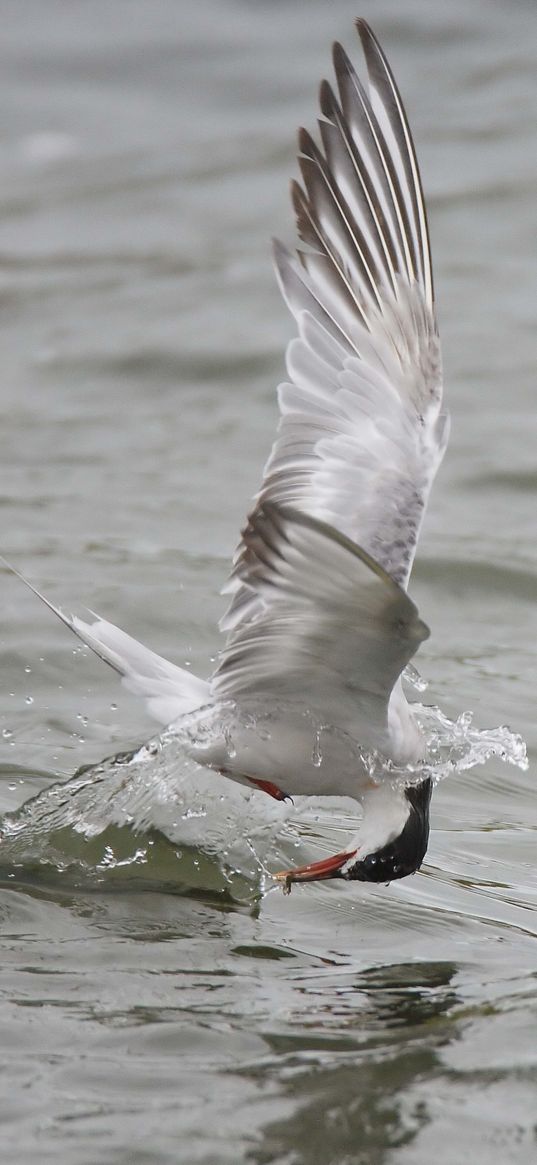 gull, mining, hunting