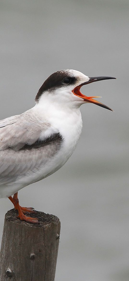 seagull, beak, cry