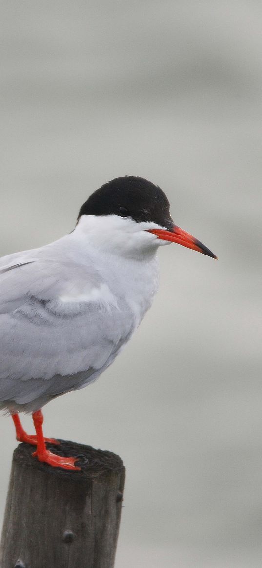 gull, recreation, bird, tree stump