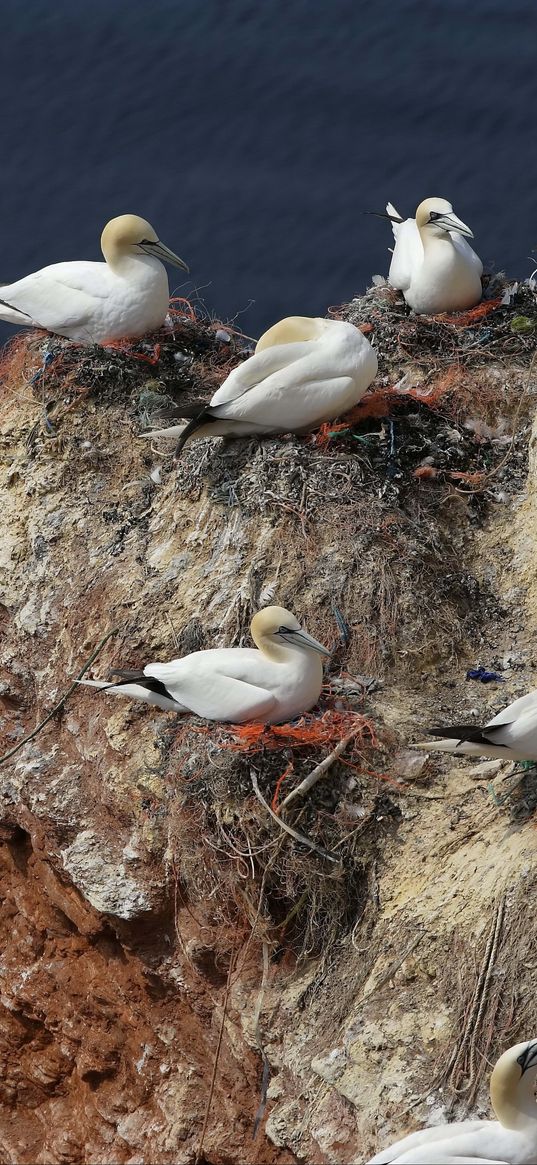 gulls, nest, rock