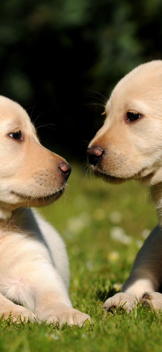 puppies, brothers, grass