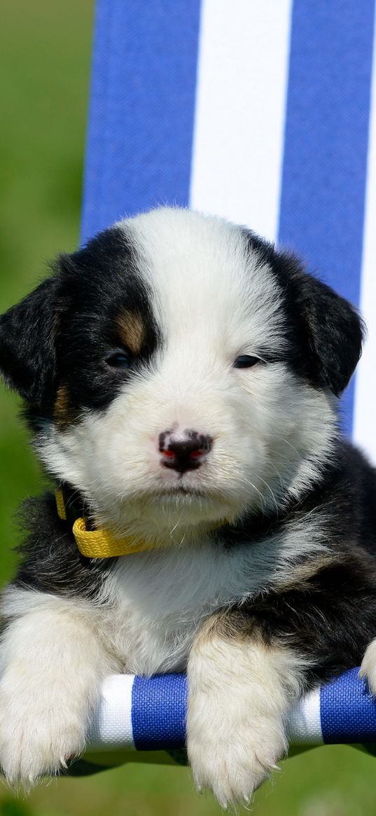 puppies, recreation, sunbed