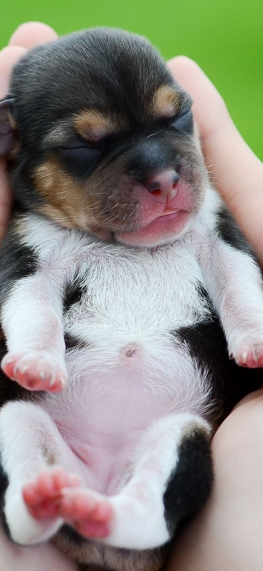 puppy, dog, arms, hands, kid