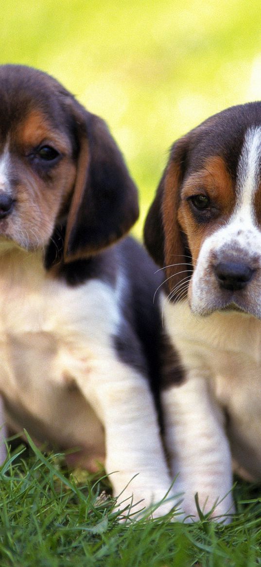 puppies, couple, grass