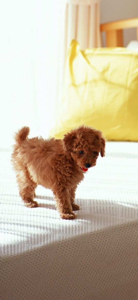 puppy, curls, bed, morning