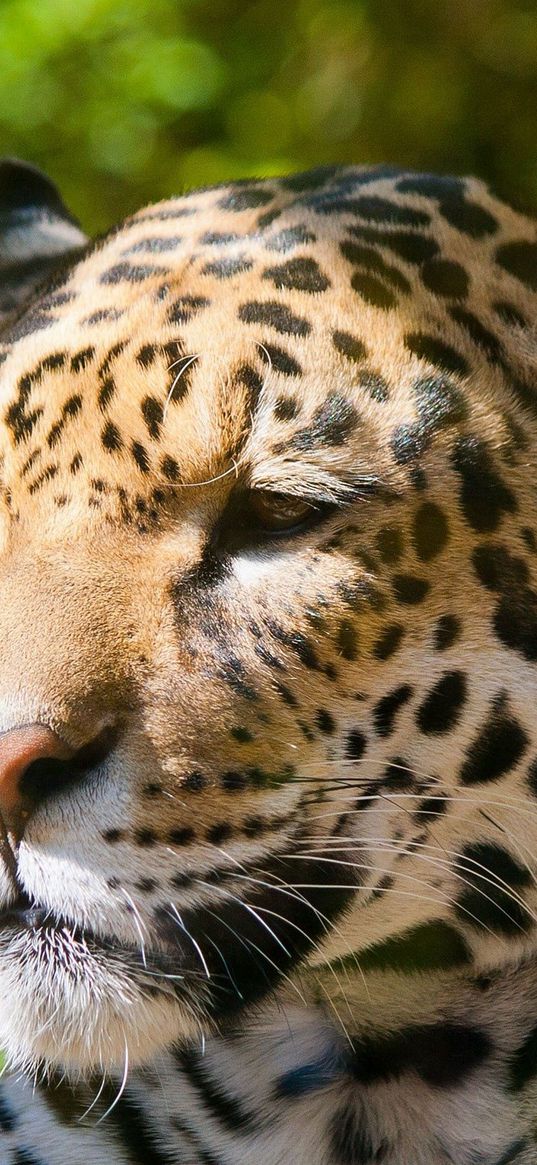 jaguar, sadness, face, spotted