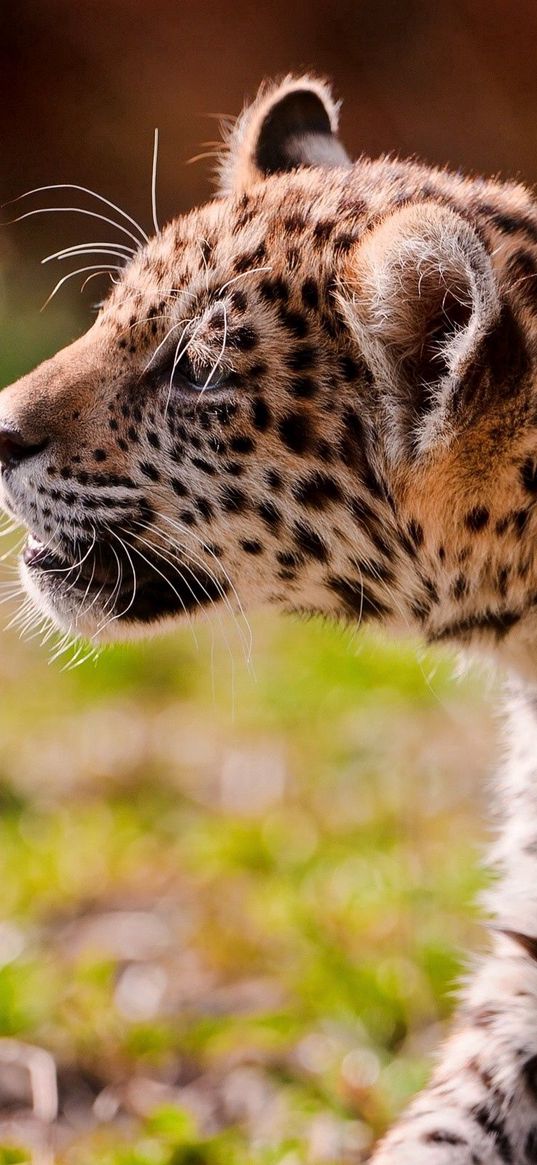 jaguar, cub, eyes, grass, walk