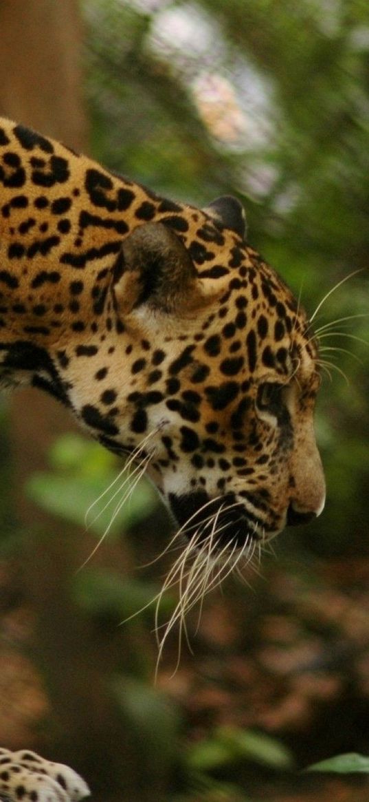 jaguar, grass, big cat, walk