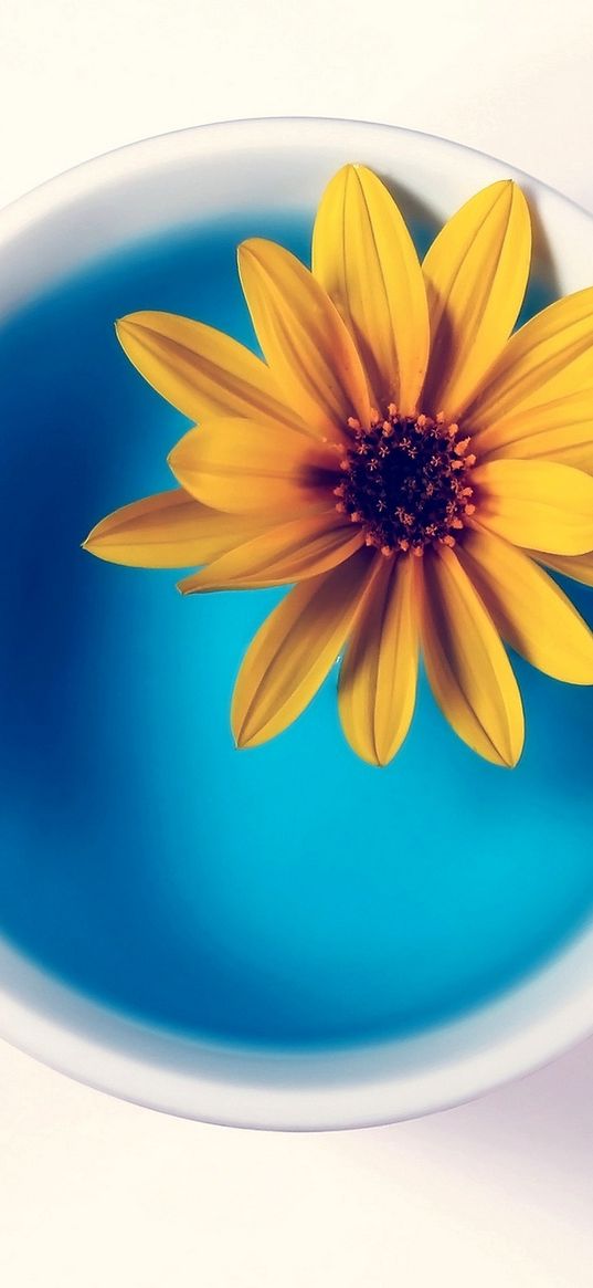 flower, yellow, cup, water, white background