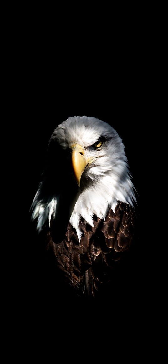 eagle, bird, angry, black background, animal