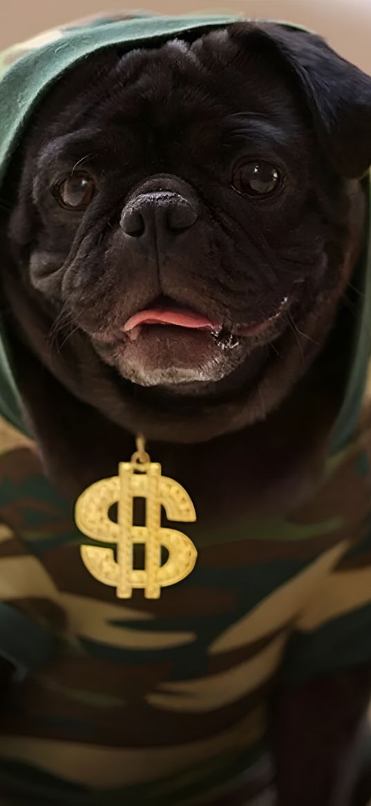 pug, dog, animal, black, clothes, pendant, dollar