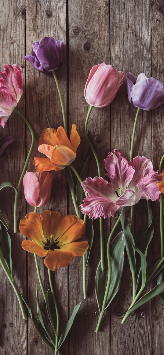 tulips, flowers, petals, wood, boards