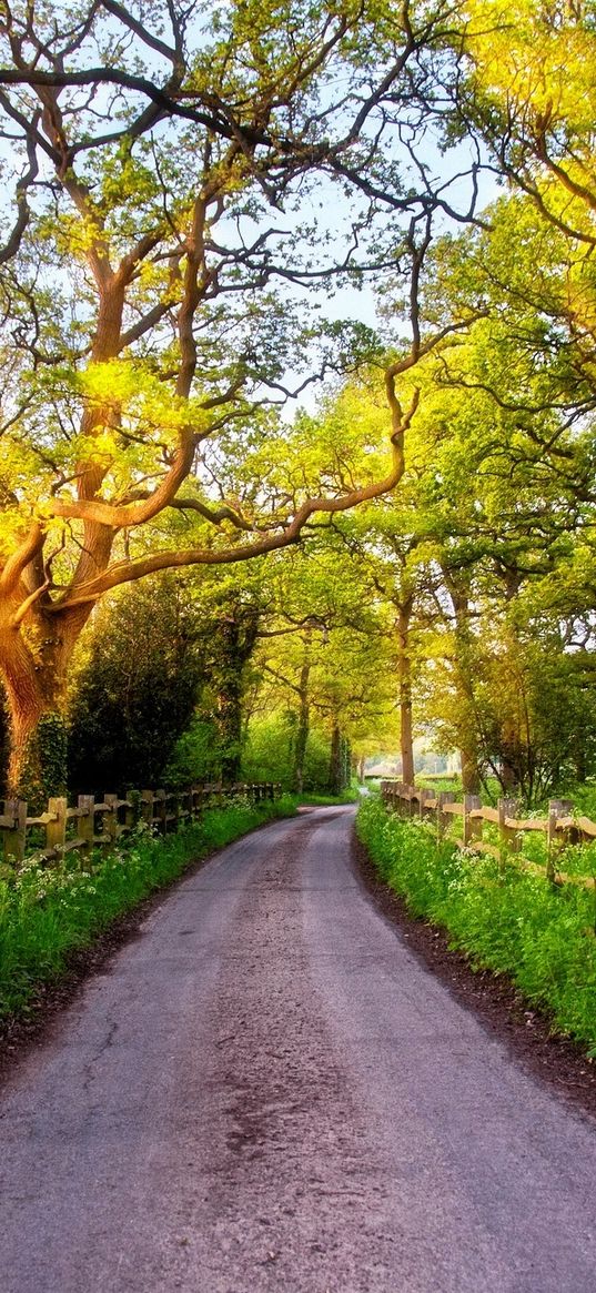 england, great britain, nature, road, green, grass, fence, trees, sun, dawn