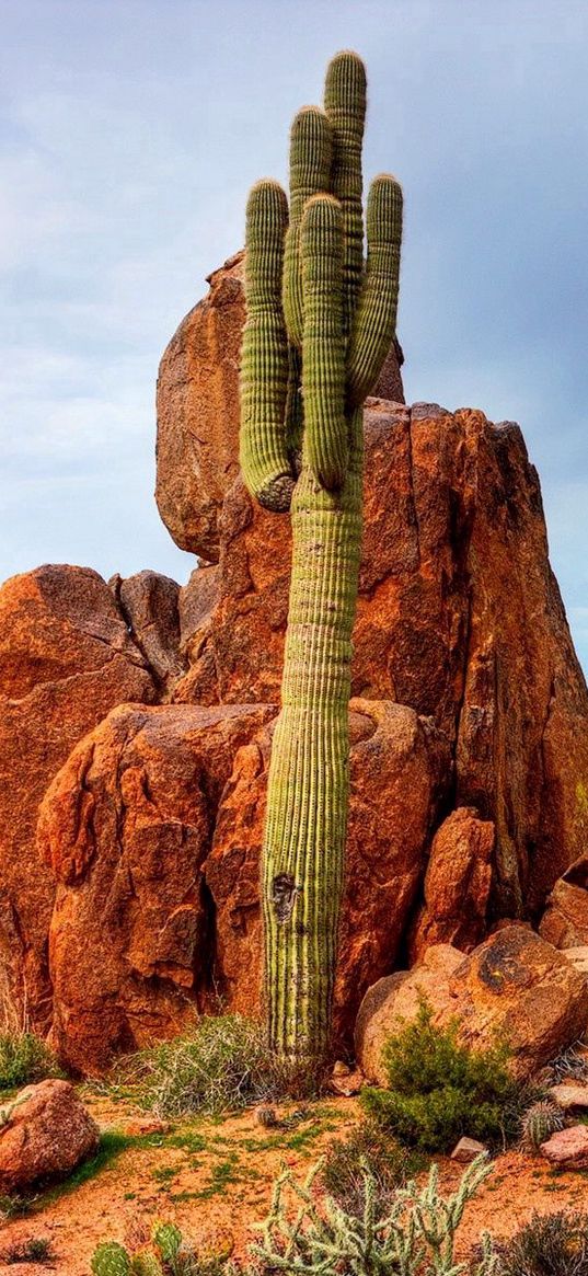 mountains, rocks, sky, cactus