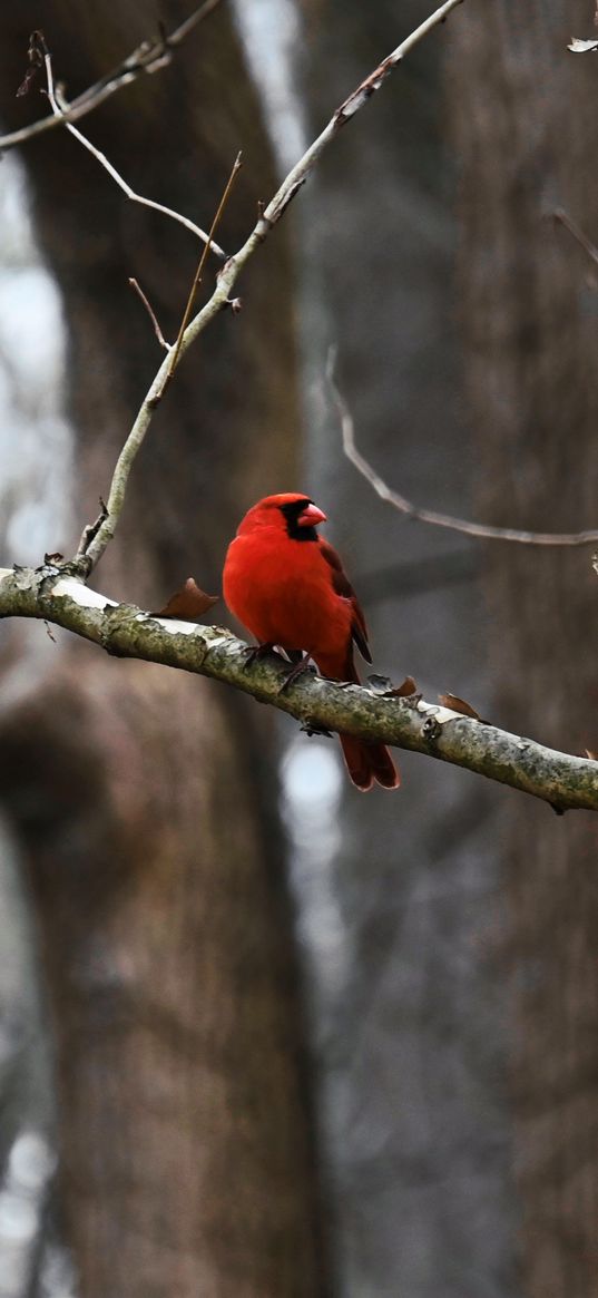 cardinal, bird, branch, red