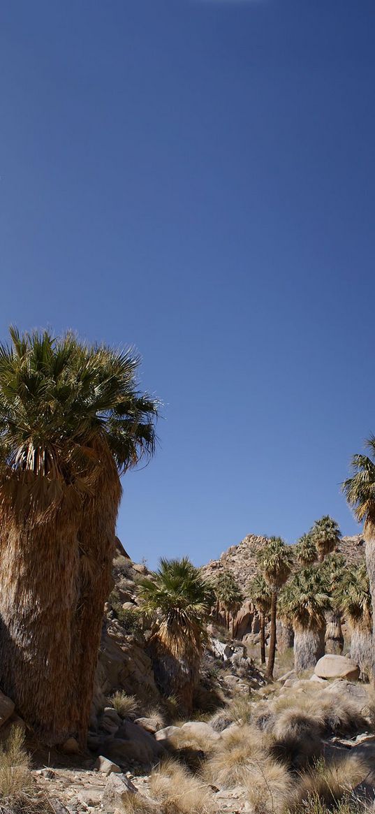 mountains, cliffs, palm trees