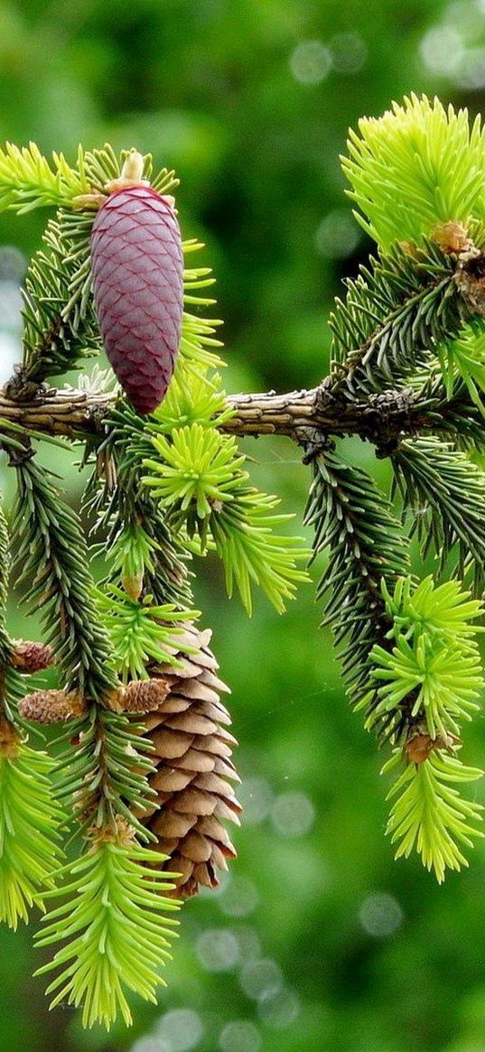 fir branch, pine cones, close-up