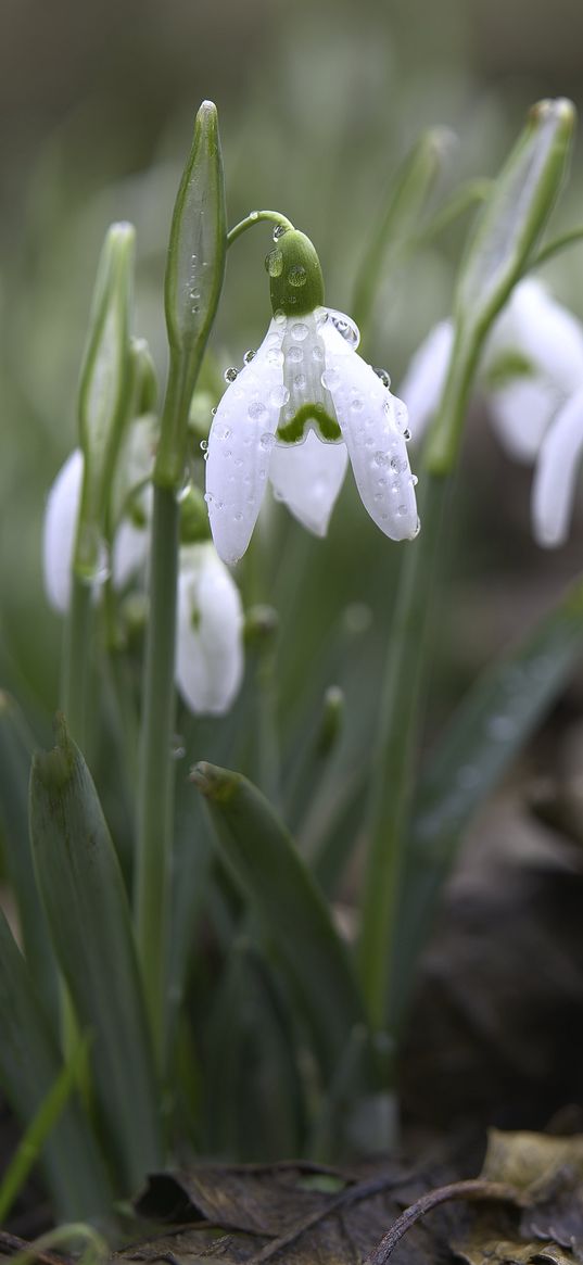 snowdrops, petals, flowers, dew, drops, macro