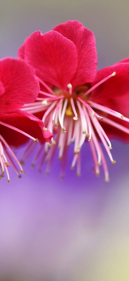 branch, plum, spring, flowers, flowering, pink, tree