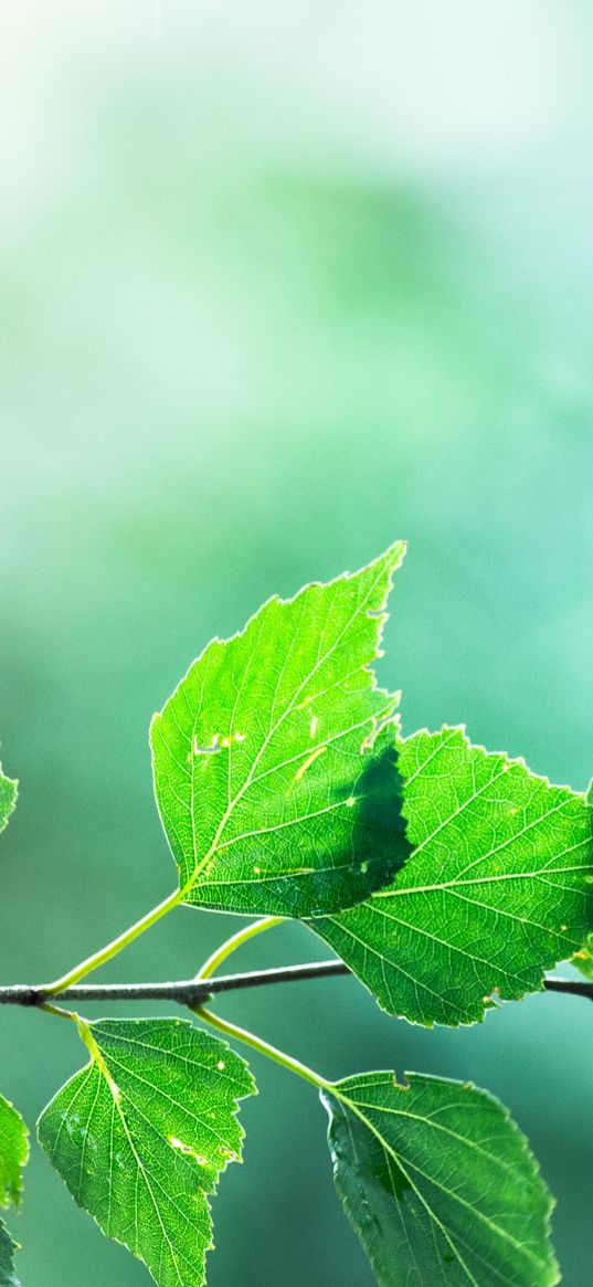 branch, leaves, macro, motion blur